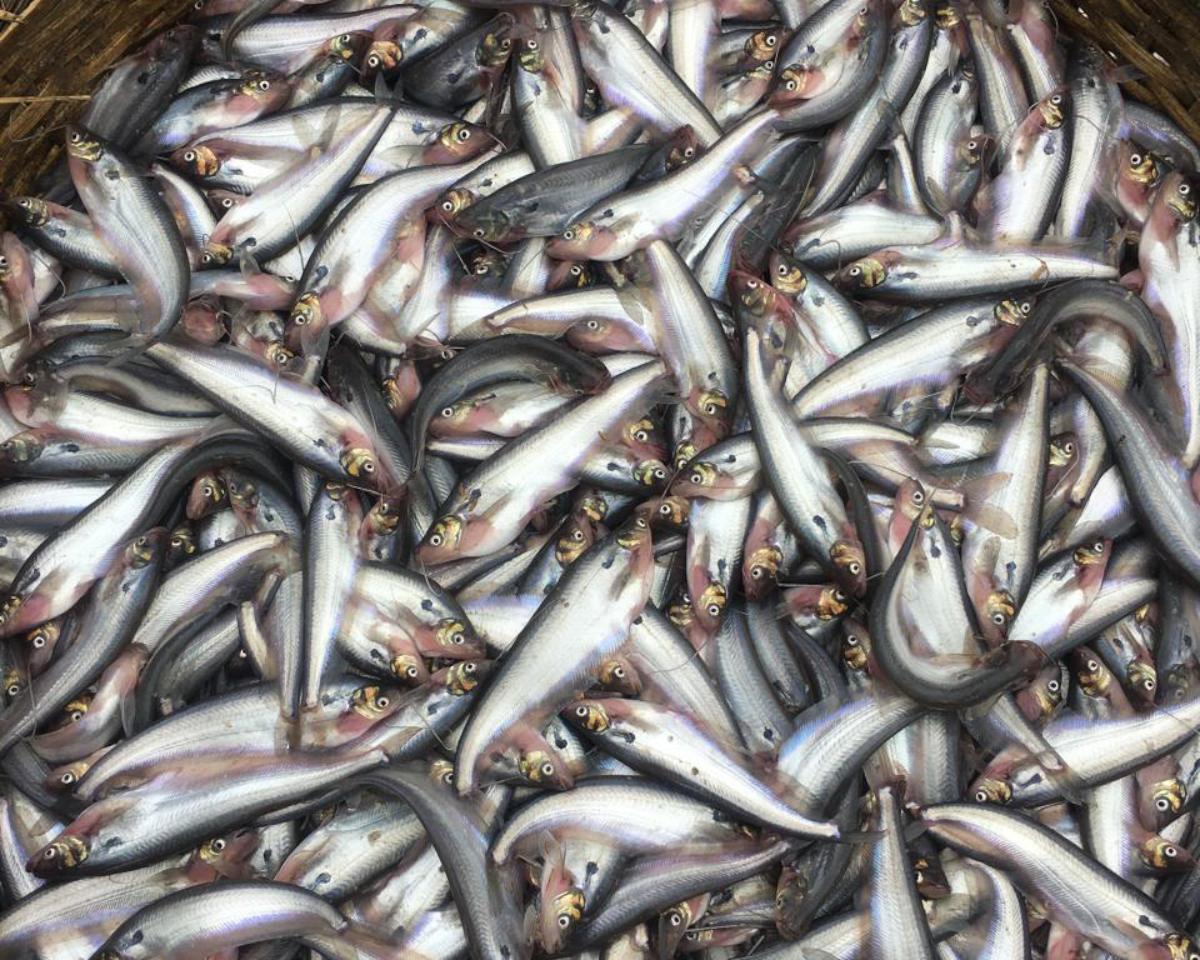 Hulhulia Agro Farm News & Blogs